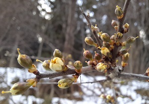 Prunus spinosa, Schlehe. Foto: Maria A. Pfeifer