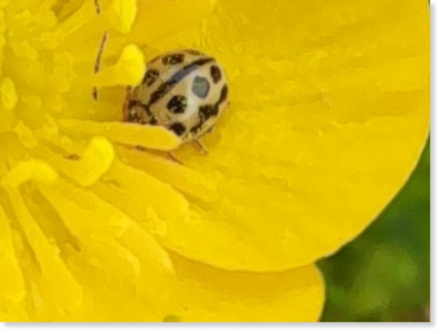 Winzig klein: der Sechzehnpunkt-Marienkäfer (Tytthaspis sedecimpunctata )  in einer Hahnenfuß-Blüte Winzig klein: der Sechzehnpunkt-Marienkäfer (Tytthaspis sedecimpunctata ) in einer Hahnenfuß-Blüte