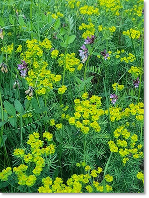 Zypressenwolfsmilch (Euphorbia cyparissias) mit Zaunwicke (Vicia sepium)