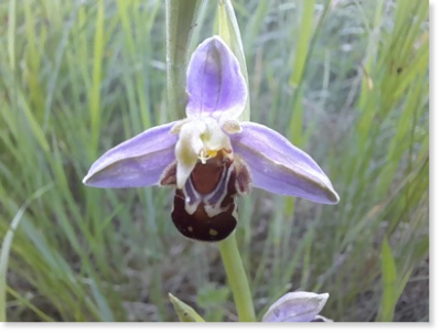 Bienen-Ragwurtz (Ophrys apifera) Bienen-Ragwurtz (Ophrys apifera)