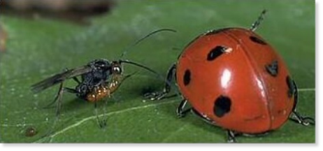 Eine Marienkäfer-Brackwespe (Dinocampus coccinellae) versucht, einem Siebenpunkt-Marienkäfer (Coccinella septempunctata) ein Ei unter die Flügeldecken zu schieben Eine Marienkäfer-Brackwespe (Dinocampus coccinellae) versucht, einem Siebenpunkt-Marienkäfer (Coccinella septempunctata) ein Ei unter die Flügeldecken zu schieben