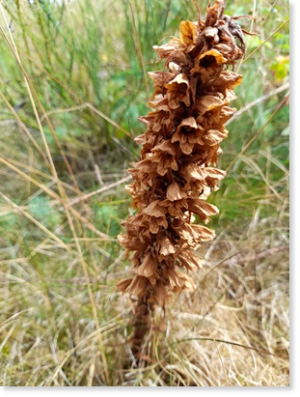 Ginster-Sommerwurz (Orobanche rapum-genistae), eine Schmarotzerpflanze auf den Wurzeln des Besenginsters