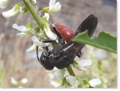 Die Riesenblutbiene (Sphecodes albilabris) mit dunkelrotem Hinterleib 