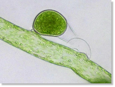 Schlauchalge (Vaucheria prolifera) Foto: Karl-Heinz Linne von Berg