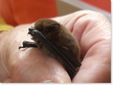 Zwergfledermaus (Pipistrella pipistrella)