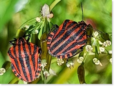 Graphosoma italicum - Streifenwanze